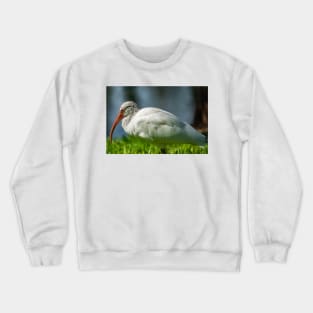 American white ibis  of Florida 2 Crewneck Sweatshirt